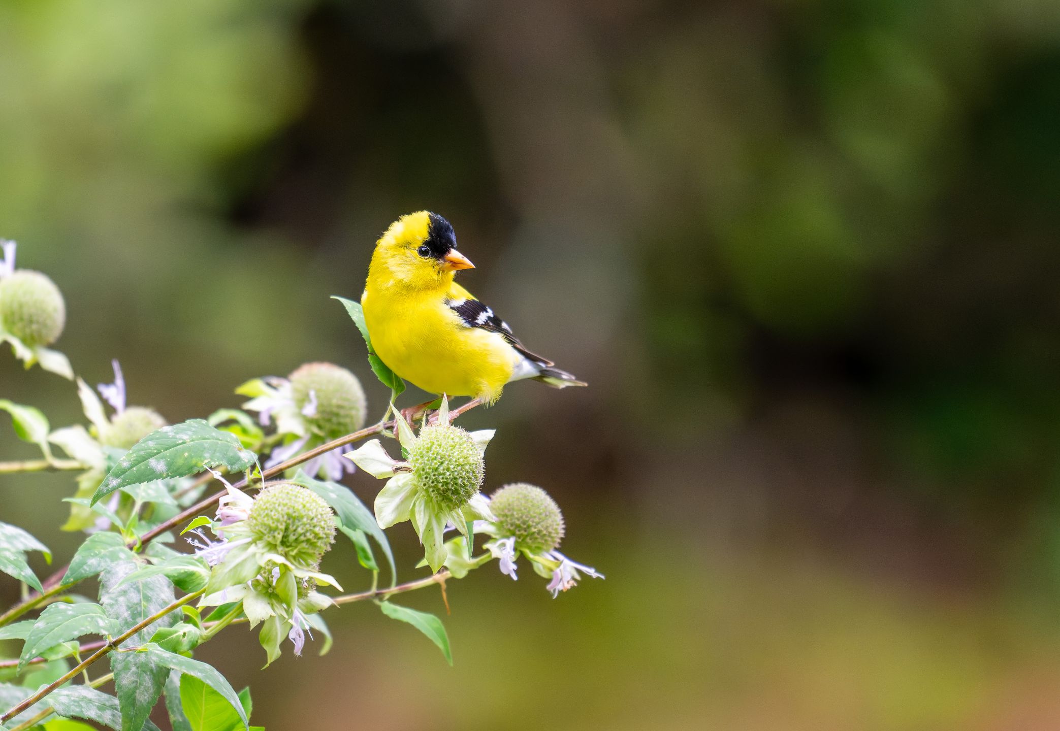 American Goldfinch by Don Kopanoff