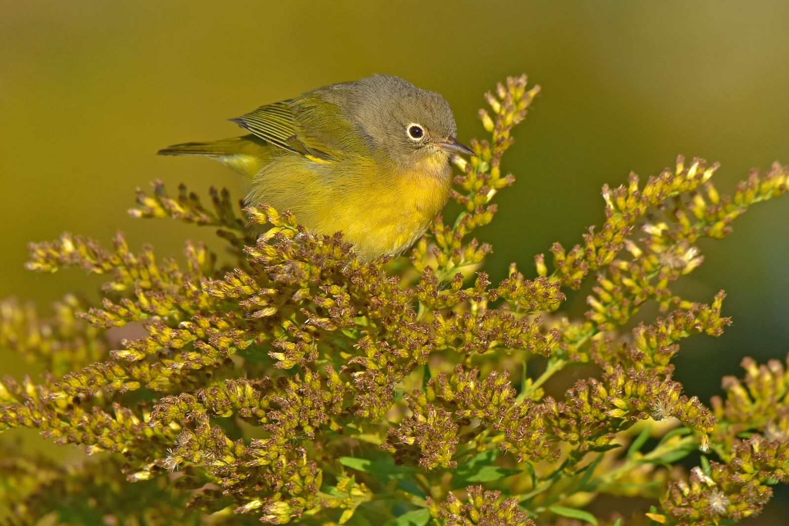 Aud_APA-2020_Nashville-Warbler_Solidago-altissima_N1-10451-4_Photo-Travis-Bonovs