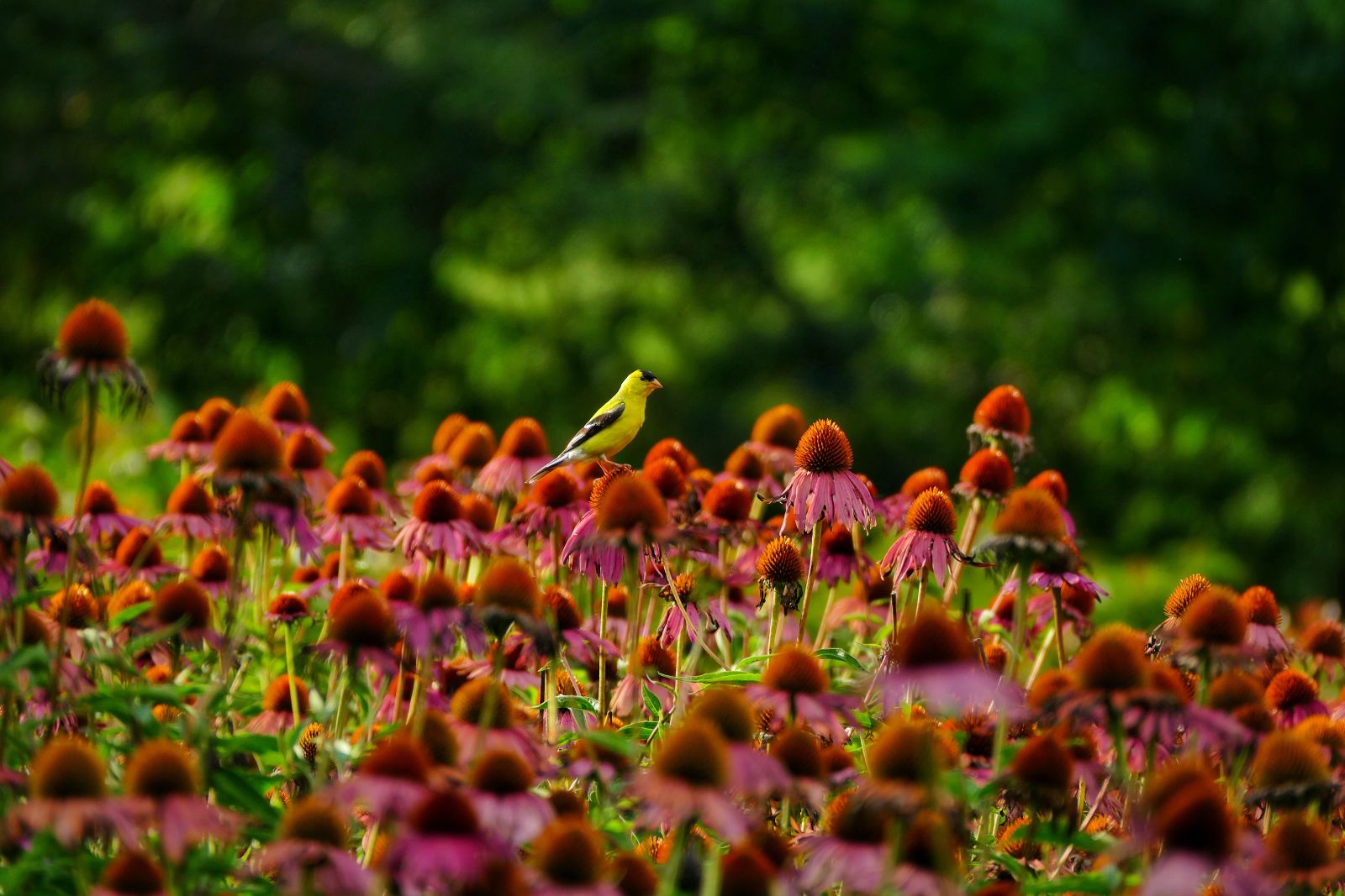 Aud_APA-2021_American-Goldfinch_Echinacea-purpurea_A1_15596-1_Photo-Corrie-Carsw
